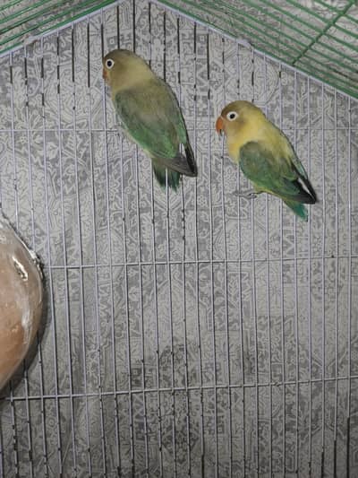 Fischer's Love Birds 2 Pairs Along With 5 Healthy Baby Parrots