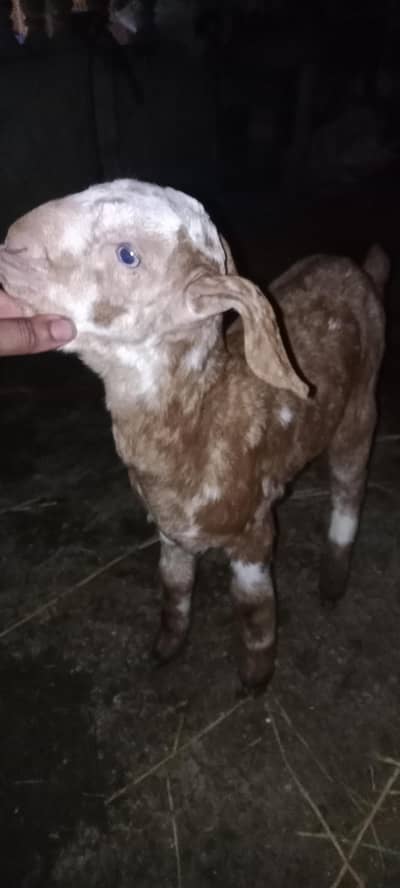 Bakri ka Bacha | bakra | teeda | Bacha | Bachy |