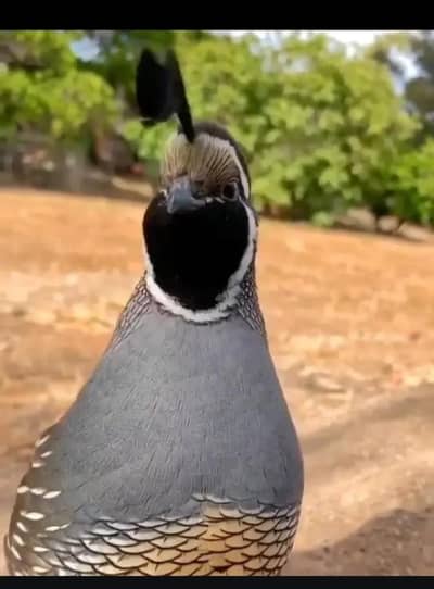 California quail battair