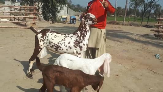 Makkah chini Bakri our 2 Bacchon Ka Sath for sale/+03102718718