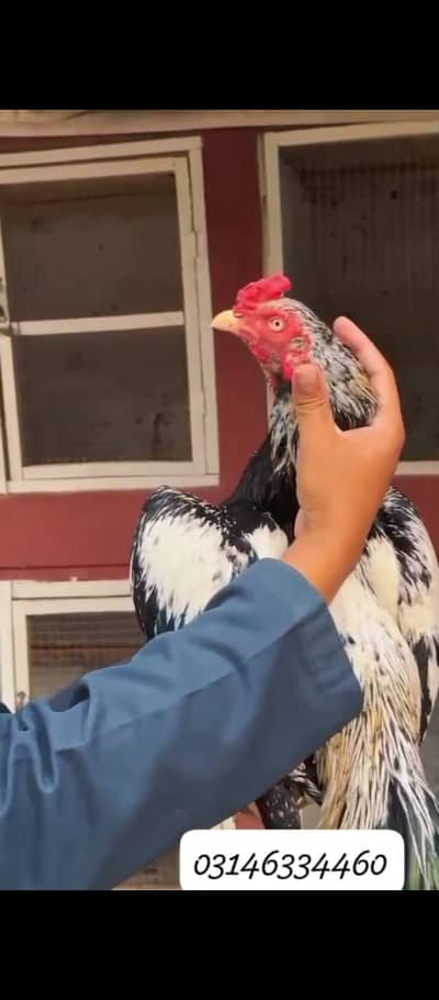 Aseel Cheena For Sale