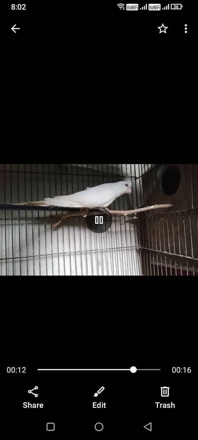 cocktail breeder male for sale