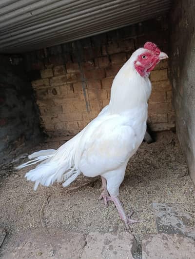 Paper white Aseel 1 murgha 2 murghian safed pure home breed