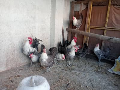 egyptian feyomi fertile eggs