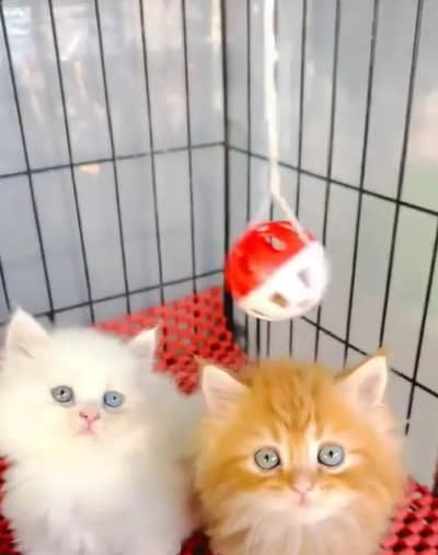 Persian female kitten for sale 03211838831 Whatsapp number