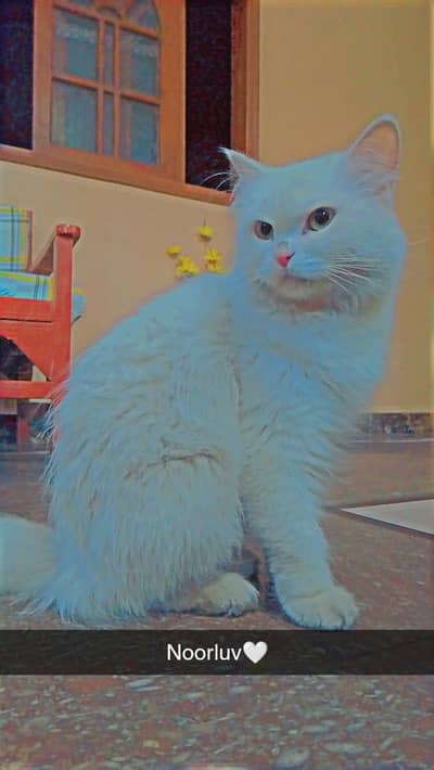 Quality Persian female Cat