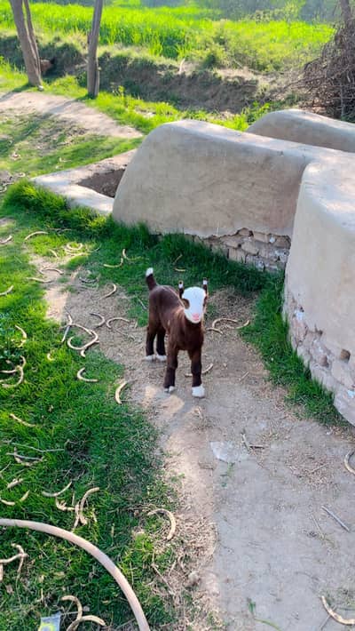 Beautiful Dark Brown Ablack Codo Male Available 