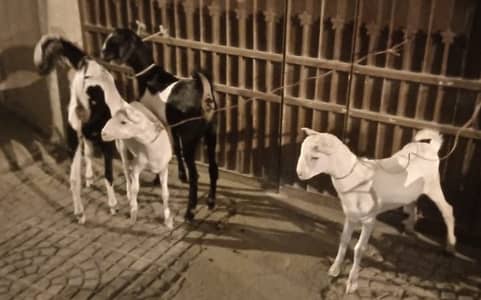 POINTED TEDDI WHITE GULABI PAIR AND TAPRI FEMALES.