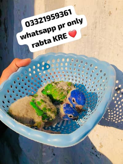 Red Colour Lori Chicks Available