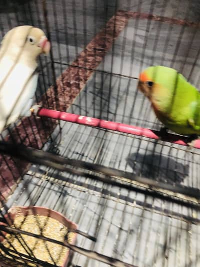 Love bird breeder pair