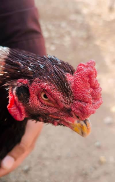 aseel. . asel. amroha blood line. . . lasani