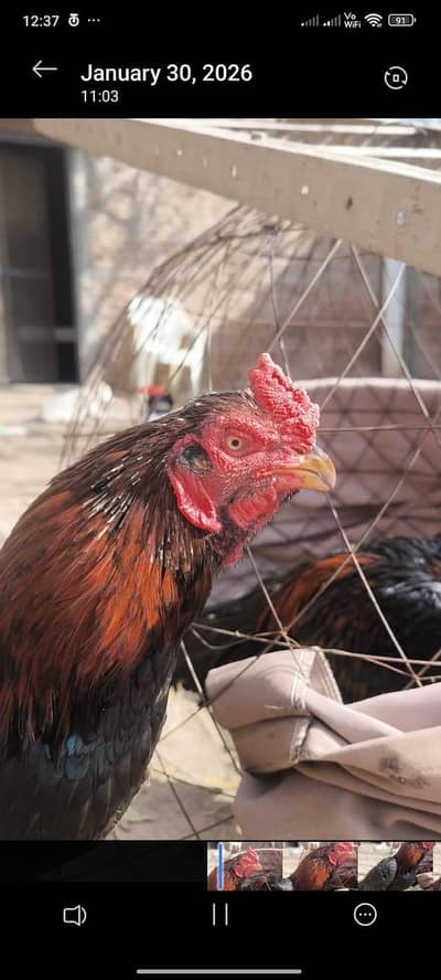 aseel. . asel. amroha blood line. . . lasani