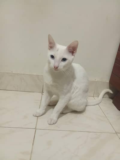 vaccinated white cat