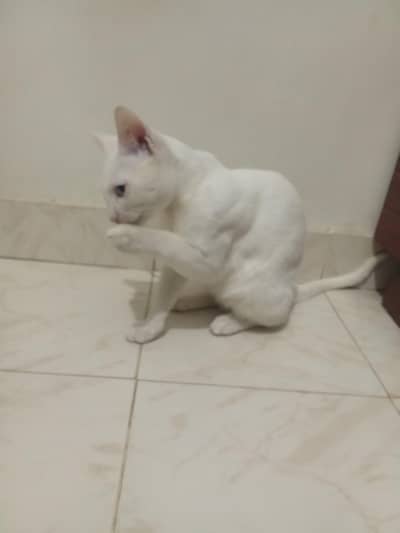 vaccinated white cat