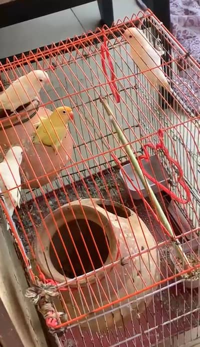 Albino Red Eyes Pair