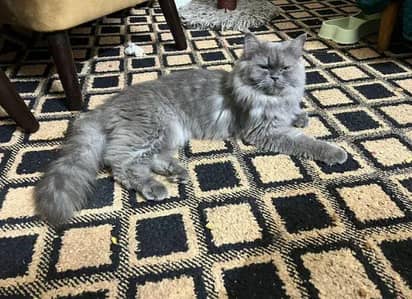 Persian cat  for sale my whtpas number 0329-7576469