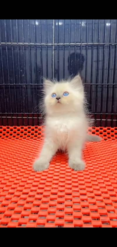 Persian kitten triple long coat and littler Trend/0331/7823482/