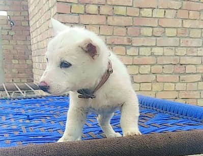 Russian puppy for sale 0309=0097784