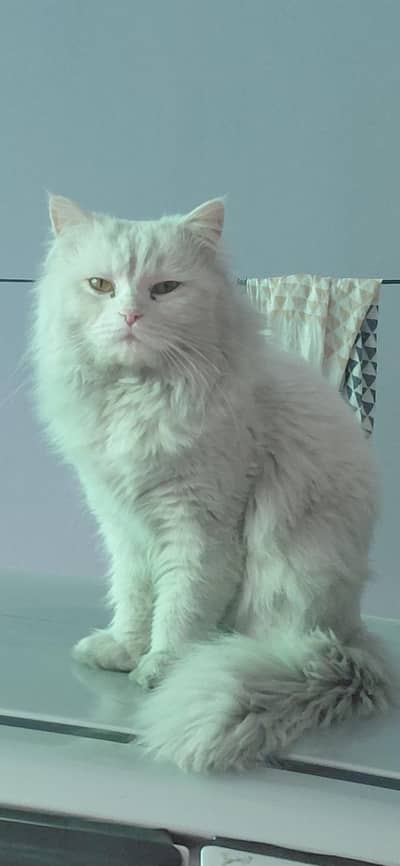 Persian Cat double coat