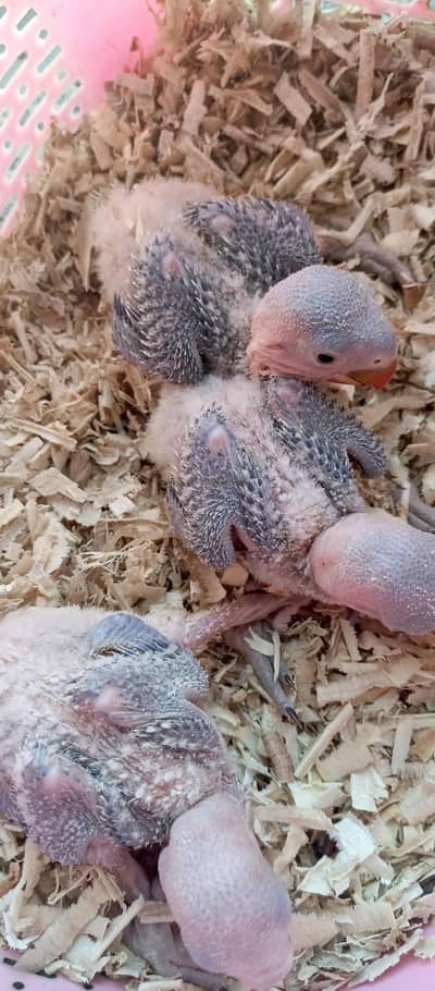 Beautiful Kashmiri raw parrots checks each price finel no barging.