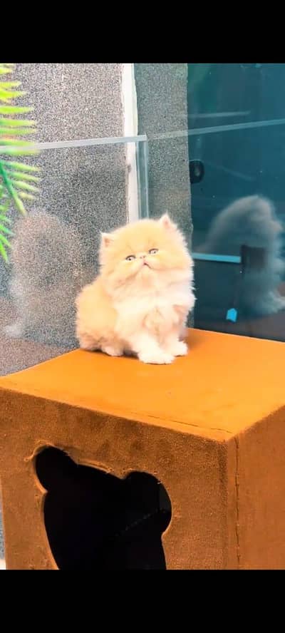 Persian kitten triple long coat and littler Trend/0331/7823482/