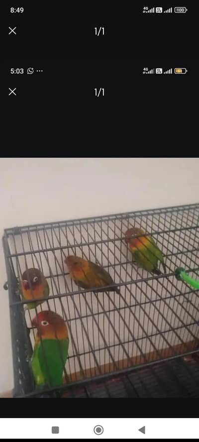 love birds 3 piece for sale location abtabad Shimla pahari