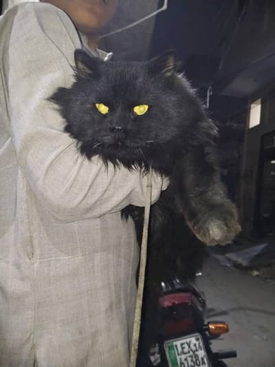 Pure Persian Black Male