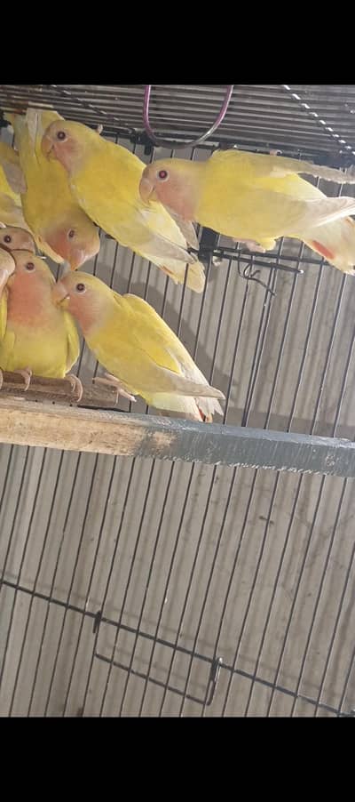 Common Lutino and Peach face spilt red