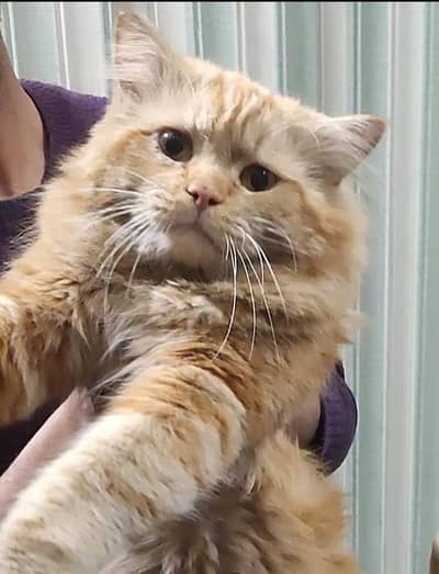 triple coat brown cat