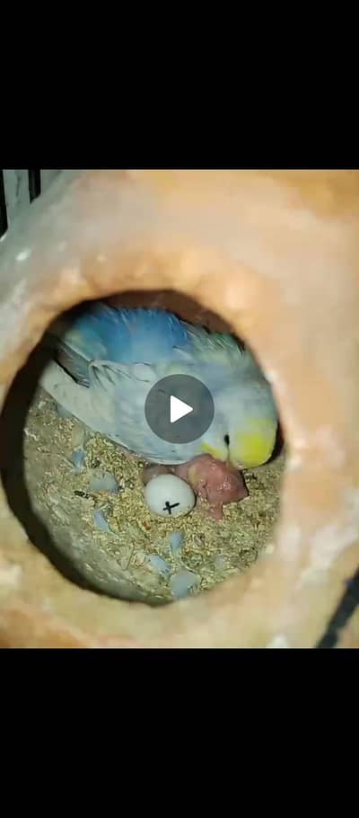 15 breedee with chiks