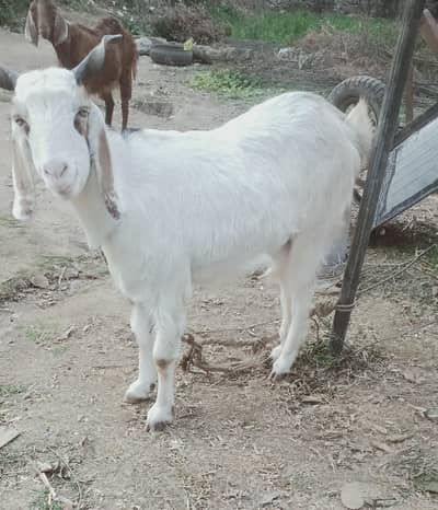 bakri for sale