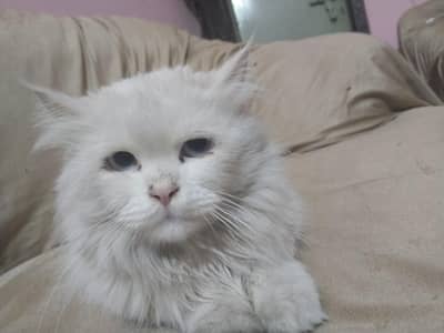 Persian cat for sale