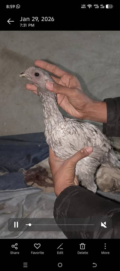 ice blue dragon pathy pathiyan