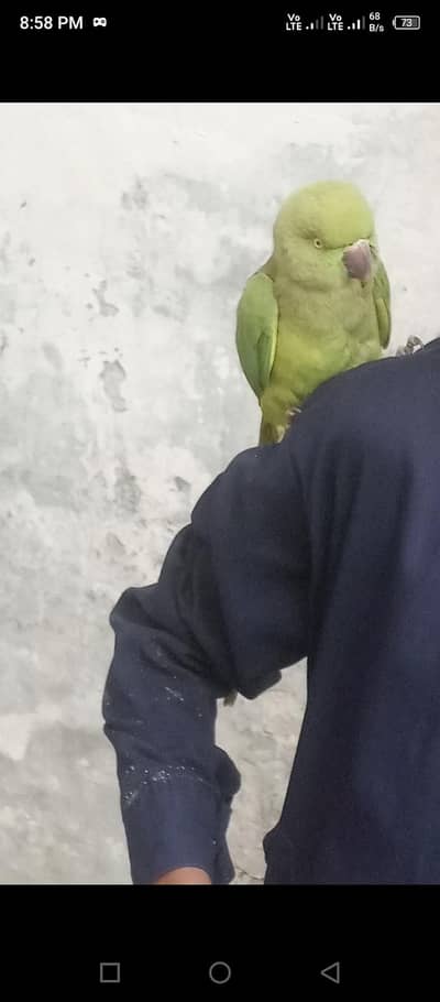 parrot