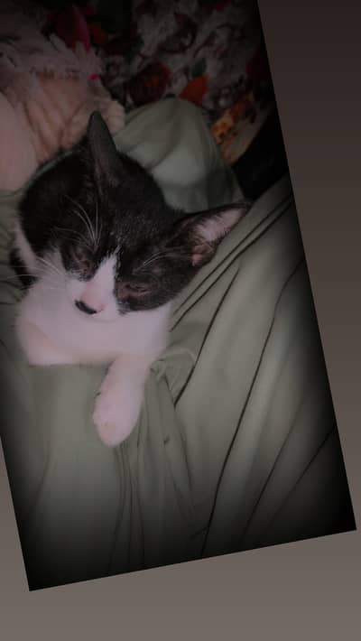 Cat ha female jisko chahiye le jaye mje dost ne di thi