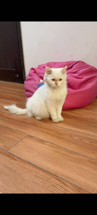 2 kittens and 1 mother cat available