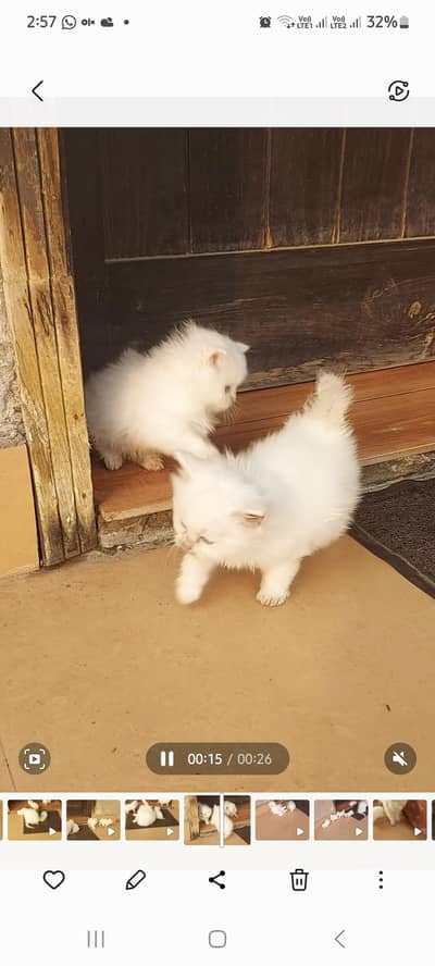 2 kittens grey and odd eyes. 2 months age. very active and healthy