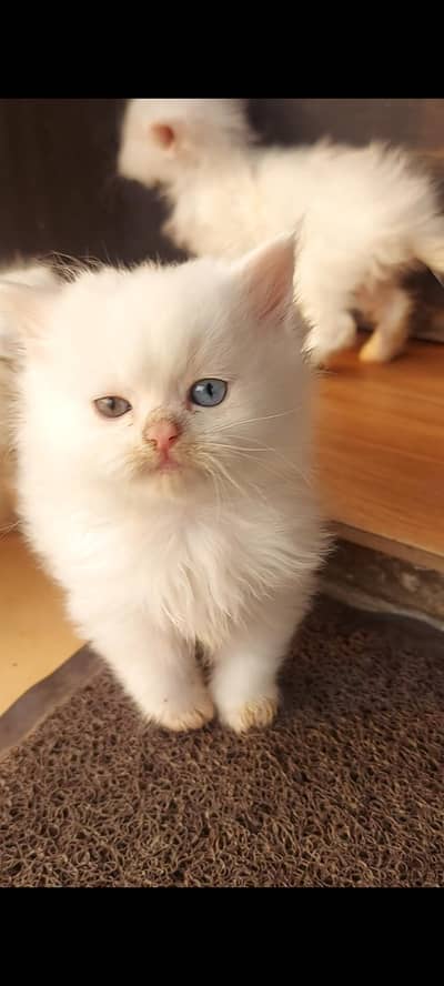 2 kittens grey and odd eyes. 2 months age. very active and healthy