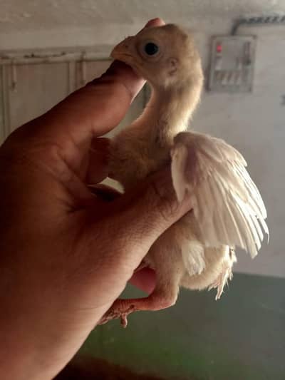 Indian parrot beak chicks