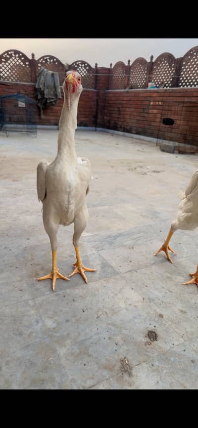 white German o shamu  breeder female available