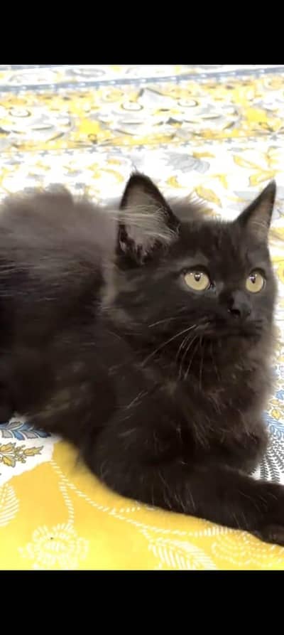 Persian kitten triple long coat and littler Trend/0331/7823482/