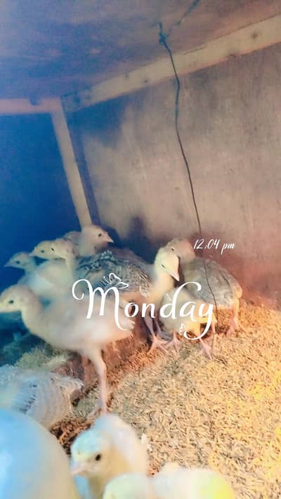 Turkey chicks