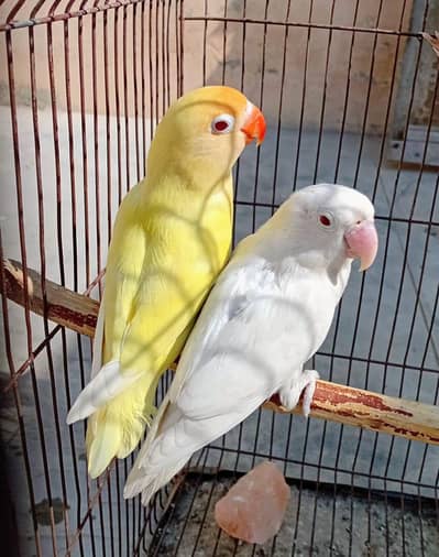 cremino Decino and albino Red Eye