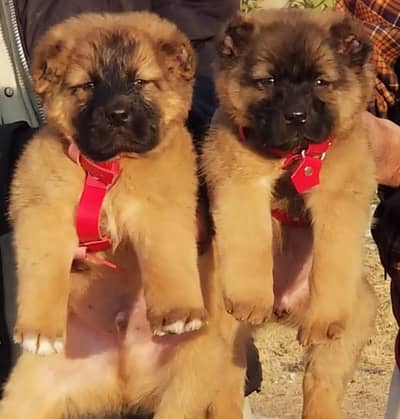 afghan kuchi king alabai our Turkish kangale puppies for sale