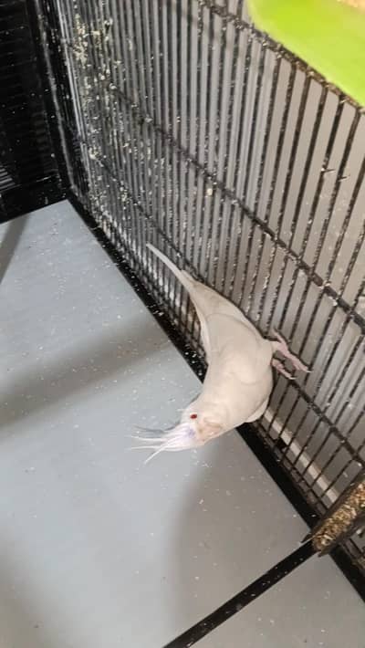 Eno cockatiel