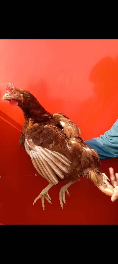 2 lohmann brown madiya 1 Desi murga