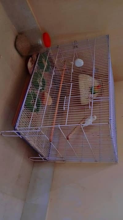 parrots cage