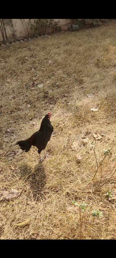 high quality 2  pathe for sale 03058934394