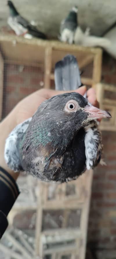 Royal teddy original