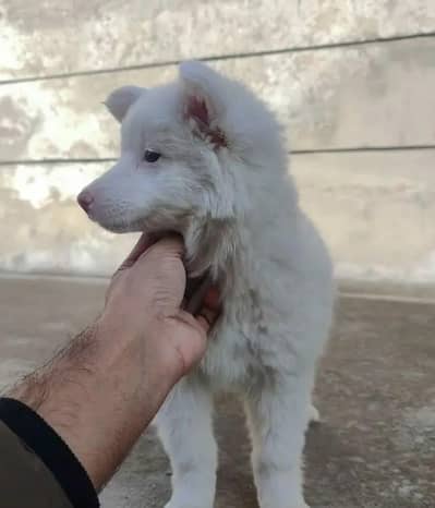 Russian puppy dog for sale